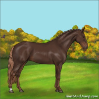 Horse Color:Liver Chestnut 