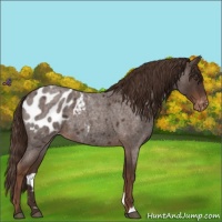 Horse Color:Liver Red Roan Appaloosa 