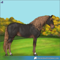 Horse Color:Liver Chestnut 