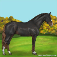 Horse Color:Liver Chestnut Sabino 