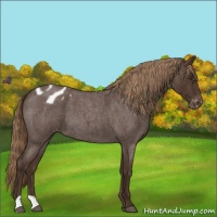 Horse Color:Liver Red Roan Appaloosa 