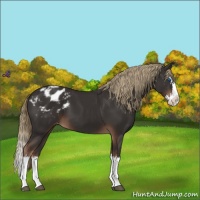 Horse Color:Liver Chestnut Sabino Splash Varnish 