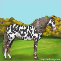 Horse Color:Liver Chestnut Sabino Near Leopard 