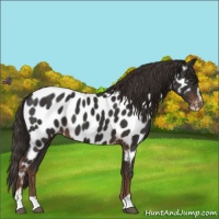 Horse Color:Liver Chestnut Sabino Appaloosa 