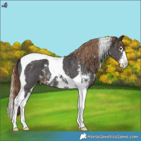 Horse Color:Liver Chestnut Sabino Splash Tobiano 