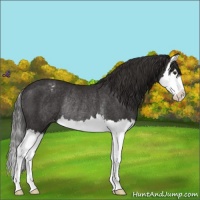 Horse Color:Liver Chestnut Splash Varnish Rabicano 