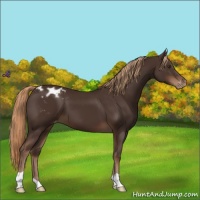 Horse Color:Liver Chestnut Appaloosa 