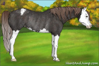 Horse Color:Liver Chestnut Splash Appaloosa Rabicano 