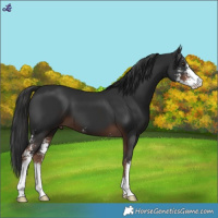 Horse Color:Liver Chestnut Sabino 