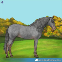 Horse Color:Liver Chestnut Appaloosa 