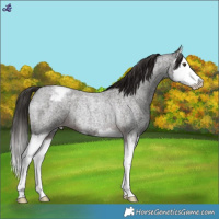 Horse Color:White Spotted Liver Red Roan Splash Appaloosa Rabicano 