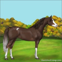 Horse Color:Liver Chestnut Splash Appaloosa 