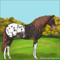 Horse Color:Liver Chestnut Appaloosa 
