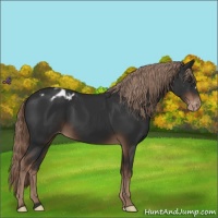 Horse Color:Liver Chestnut Appaloosa 