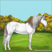 Horse Color:Liver Chestnut Sabino 