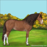 Horse Color:Liver Chestnut Appaloosa 