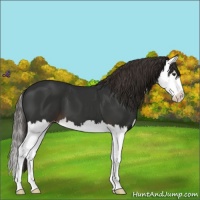 Horse Color:Liver Chestnut Splash Appaloosa 