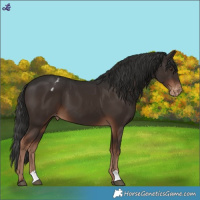 Horse Color:Liver Chestnut Appaloosa 