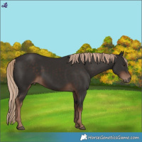 Horse Color:Liver Chestnut 