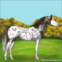 Horse Color:Liver Red Roan Splash Appaloosa 