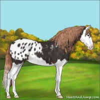 Horse Color:Liver Chestnut Splash Appaloosa 