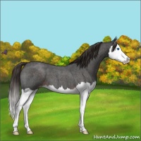 Horse Color:Liver Red Roan Splash Appaloosa 