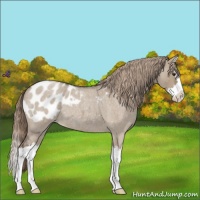 Horse Color:Liver Red Dun Roan Splash Appaloosa 