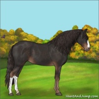 Horse Color:Liver Chestnut 
