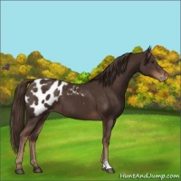 Horse Color:Liver Chestnut Blanket 