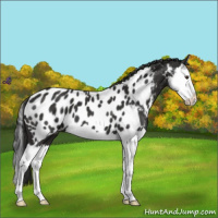 Horse Color:Liver Chestnut Splash Appaloosa 