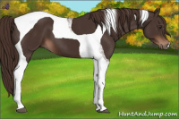 Horse Color:Liver Chestnut Tobiano 
