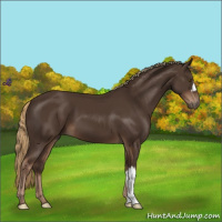 Horse Color:Liver Chestnut 