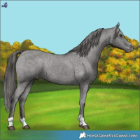 Horse Color:Liver Chestnut Varnish Rabicano 