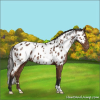 Horse Color:White Spotted Liver Chestnut Appaloosa 