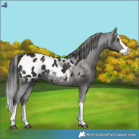 Horse Color:Liver Chestnut Splash Blanket 
