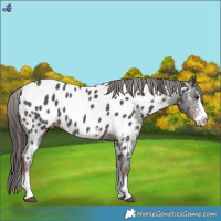 Horse Color:Liver Chestnut Sabino Near Leopard