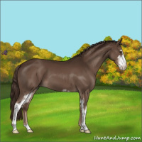 Horse Color:Liver Chestnut Sabino