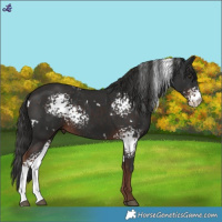 Horse Color:White Spotted Liver Chestnut 