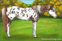 Horse Color:Liver Chestnut Sabino Appaloosa 