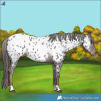 Horse Color:Liver Chestnut Near Leopard