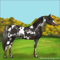 Horse Color:White Spotted Liver Chestnut 