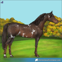 Horse Color:White Spotted Liver Chestnut 