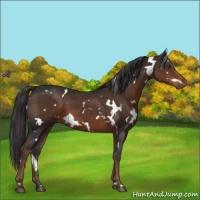 Horse Color:White Spotted Liver Chestnut 