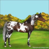 Horse Color:White Spotted Liver Chestnut Appaloosa 