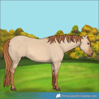 Horse Color:Red Dun 