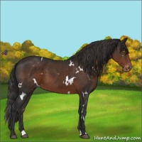 Horse Color:White Spotted Liver Chestnut Appaloosa 