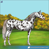 Horse Color:White Spotted Liver Chestnut Appaloosa 