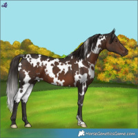 Horse Color:White Spotted Liver Chestnut