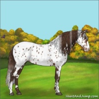 Horse Color:White Spotted Liver Chestnut Appaloosa