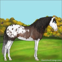 Horse Color:Liver Chestnut Splash Appaloosa Rabicano 